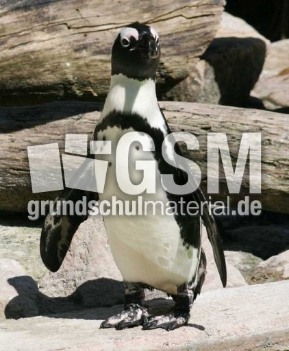 Brillenpinguin-1.jpg